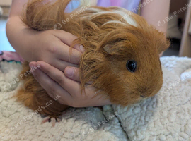 3 female guinea pigs