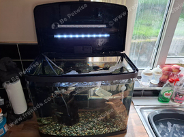 Full fish set up and fish