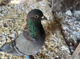 Racing pigeon