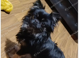 Tea cup long haired chihuahua