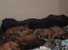 Belgium malinois cross suluki pups