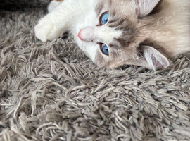 Gorgeous boy for Stud