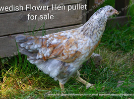 SWEDISH FLOWER HEN - VARIOUS PULLETS - RARE LANDRACE BREED
