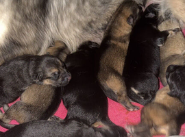 German shepherd puppies