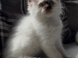 Tica registered Ragdoll kitten ready now