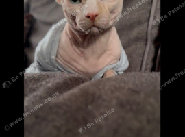 1 year old male Sphynx cat