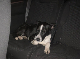 Border collie 6 months