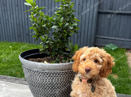 Benny