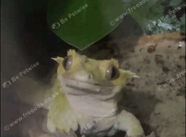 Crested gecko