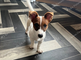 Jack Russell puppy for sale