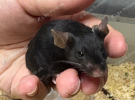 Baby fancy male mice for sale