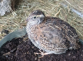4 weeks old Japanese Coyturnix Quail