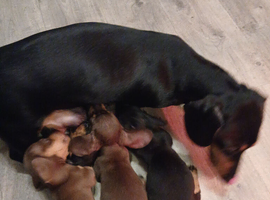 Puppies for sale