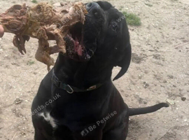 Two and a half year old cane corso