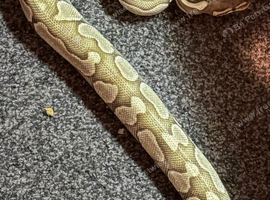 Female ball python and set up
