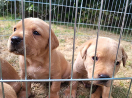 **Fox Red Labrador Puppies &ndash; Copper Coats, Golden Hearts**