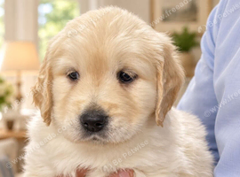 Beautiful RKC registered golden retrievers