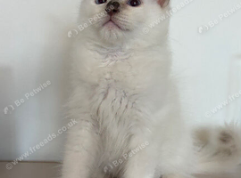 1 male ragdoll ready now!!