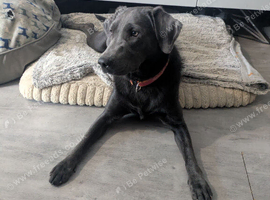 Charcoal Labrador