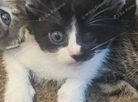 Male kitten