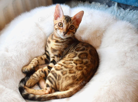 Beautiful Bengal kitten, one girl