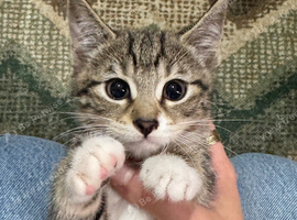 3 Beautiful Kittens &ndash; 1 Boy & 2 Girls