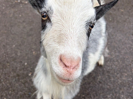 X3 Pygmy goats