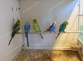 5 Budgies