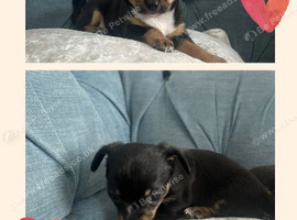 Beautiful Chihuahua Girl Puppies Looking for Their Forever Homes