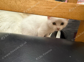 All white female kitten ready for a new home