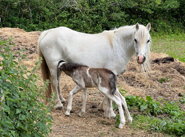 Welsh cross cob mare and foal