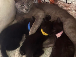4 lovely little black kittens
