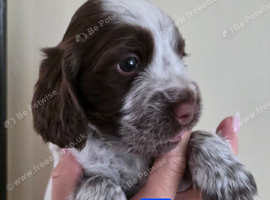Cocker spaniel puppies
