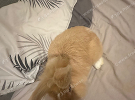 Rabbits to rehomed