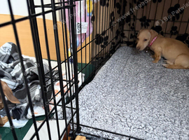 Mini dachshund