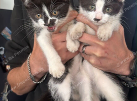 3 kittens available now