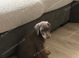 Female Doberman blue and tan puppy