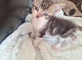 Beautiful kittens looking for forever loving home