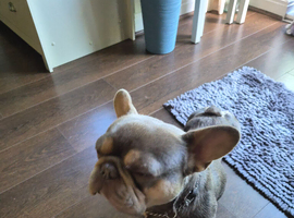 Handsome 2yr old Male French Bulldog