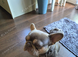 French Bulldog 2yr old male.