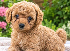 GORGEOUS MULTIPOO PUPPIES FOR SALE