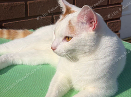 Cat for re-homing