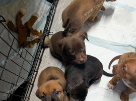 Mixed bread/lab/