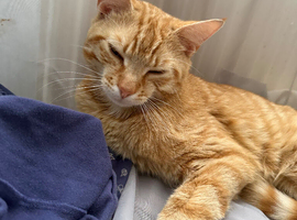 Ginger Male Cat for Sale - 1 and a Half Yrs