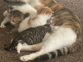 Kitten