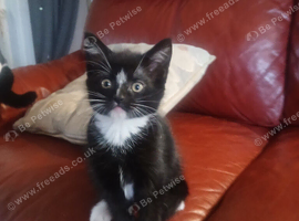 Kittens ready now