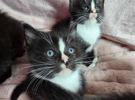 Kittens Ready Now *2 STILL AVAILABLE &pound;200*