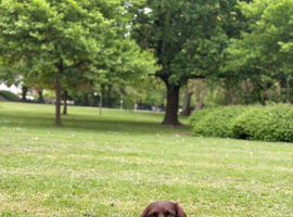 Springer spaniel