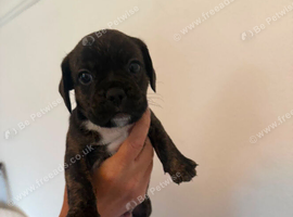 The mum is begal/pug and dad is a frenchie