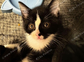 Beautiful Kittens For Sale